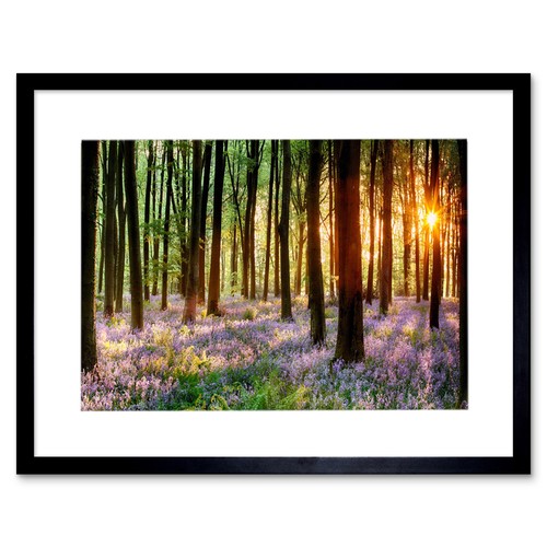 Bluebell wood sunrise - bluebell, trees