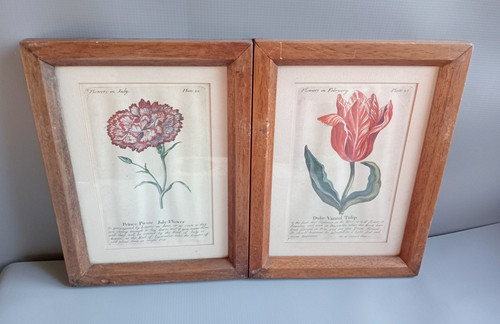Botanical prints framed - prints,