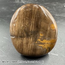 Fossil Wood Worry Stone Palm