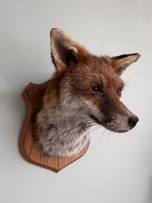 Fox Taxidermy Mount Pub Wall