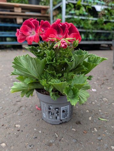 Red pelargonium plant 12cm - red,