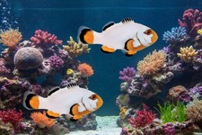 2-Pack Platinum Clownfish Tank