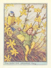 Winter Jasmine Fairy by Cicely