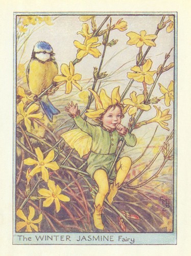 Winter jasmine fairy - winter,