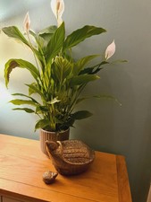 Vintage Trinket Boxes Sea Turtle Beetle Nut Caddy with Condiment Pod Metal Craft