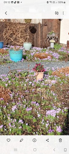 Crocus baby bulbs - crocus,
