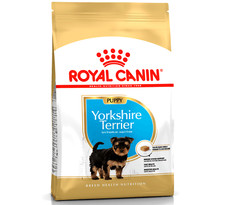 YORKSHIRE TERRIER PUPPY -