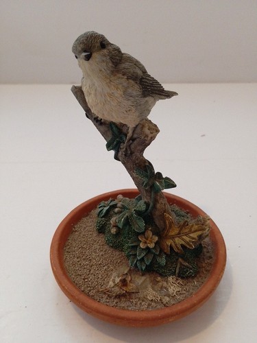 Wren sitting twig stuck - a,