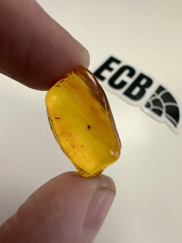 Baltic amber with mosquito - baltic,