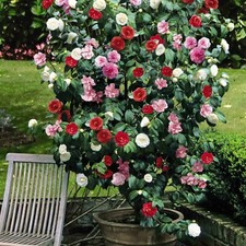 Camellia Tricolour Pink, Red