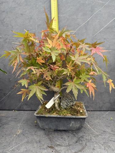 Acer japanese maple - acer, bonsai