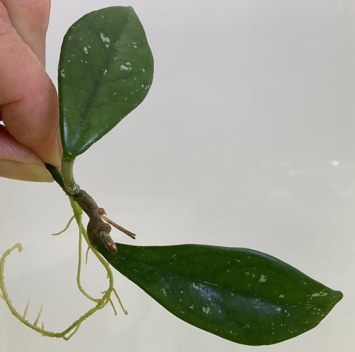 Hoya wilbur graves rooted - hoya,