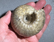 Cadoceras sublaeve - British