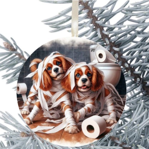 Cavalier king charles spaniel - cavalier,