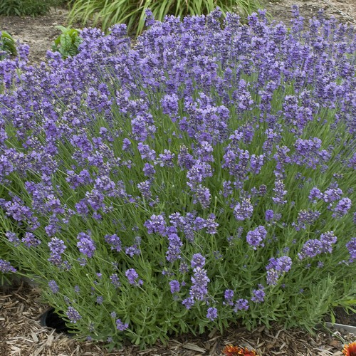 100 lavender munstead dwarf - 100,