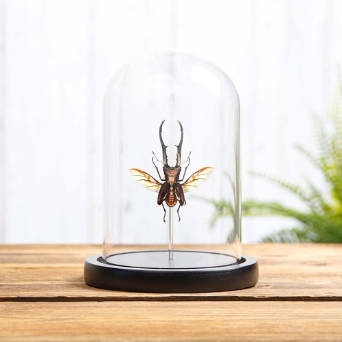 Stag beetle with wings spread - beetle,