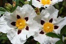 Cistus alan fradd plant - cistus, hardy