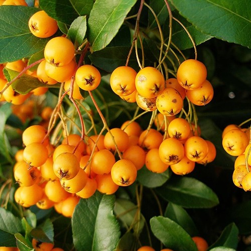 Pyracantha gold charmer 3lt - charmer,