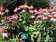 Purple coneflower seeds - purple,
