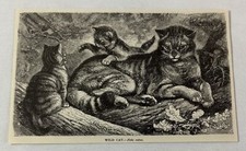 1885 book engraving ~ WILD CAT