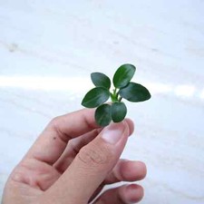 Anubias Bonzai Beautiful Live