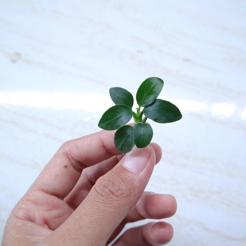 Anubias bonzai beautiful live - anubias,