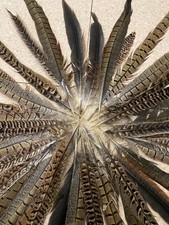 Pheasant feathers