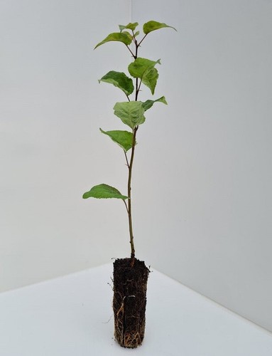 Crab apple tree native - ,