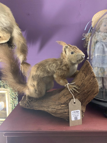 Charming vintage taxidermy - charming,