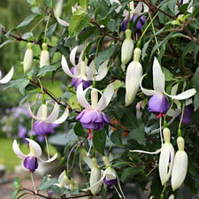 3x Fuchsia Deltas Sarah Hardy