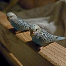 2 Schleich Blue Parakeet Birds