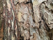 ☆1 kg  Natural Wood Bark