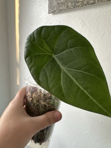 Alocasia maharani rooted - alocasia,