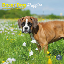 Boxer Dog Puppies Calendar