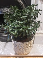 Large Jade Money Plant Feng