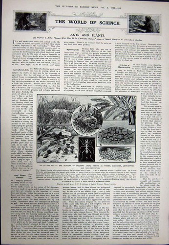 Antique old print 1923 - antique,