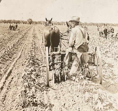 Maricopa cotton field - maricopa,