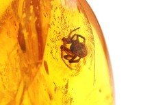 Natural baltic amber stone - natural,