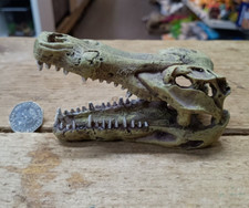 Crocodile Skull Aquarium