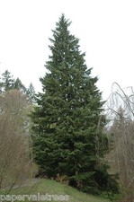 Thuja occidentalis smaragd - 'smaragd', /