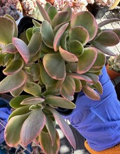 Crassula Swaziensis Variegata