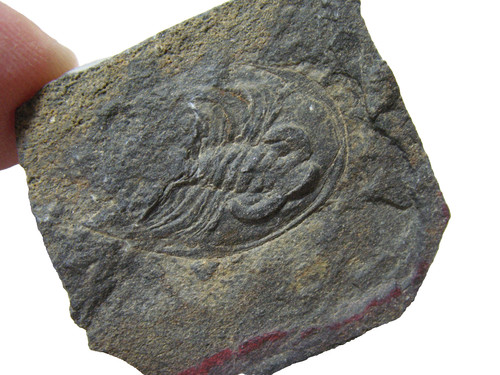 Cambrian paedeumias yorkensis - cambrian,