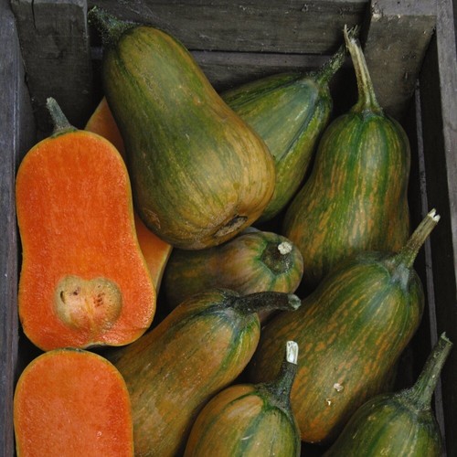 Butternut squash inca gold - butternut,