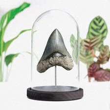 4-5 inch Real Megalodon Shark