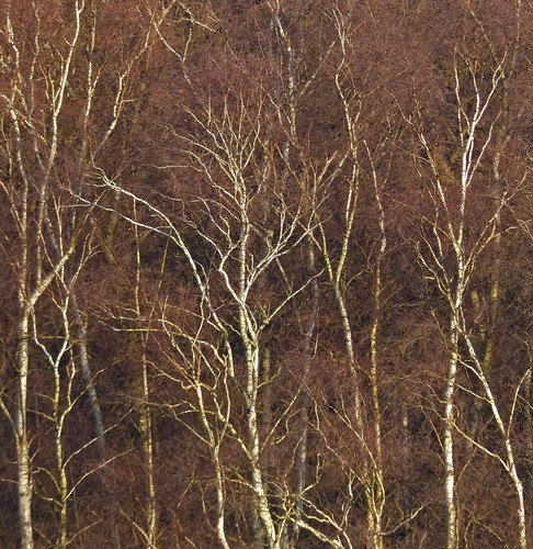 Betula pendula 30cm - pendula, |
