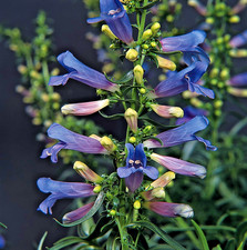 Penstemon electric blue 9cm - penstemon,