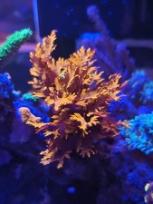 Dragon breath marine coral - dragon's,