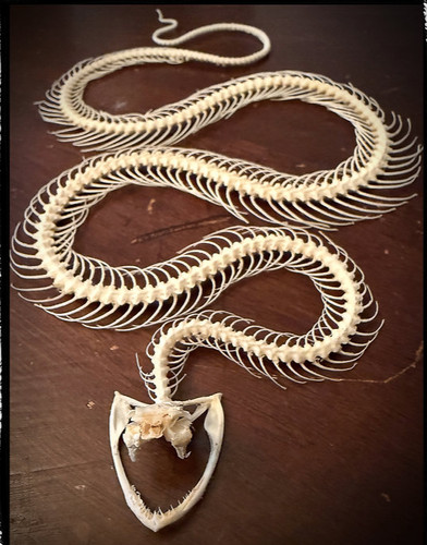 Preserved snake skeleton - snake,