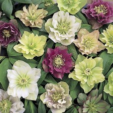 Winter Garden Flowers, Hellebore Double Queen Mix, hardy, wildlife, 3 x plugs