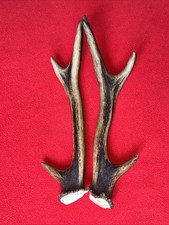 PAIR OF SIKA DEER ANTLERS